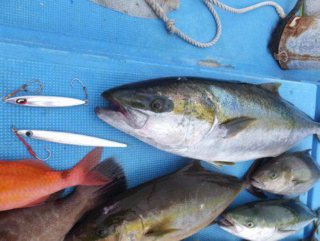 Hit Rush(ヒット ラッシュ） 釣果