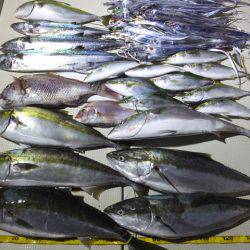 Hit Rush(ヒット ラッシュ) 釣果