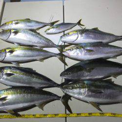 Hit Rush(ヒット ラッシュ) 釣果