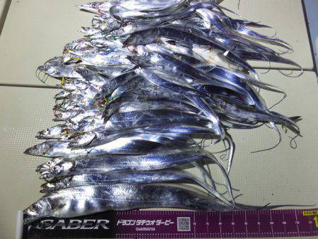 Hit Rush(ヒット ラッシュ) 釣果