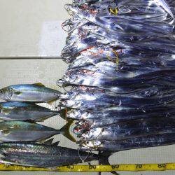 Hit Rush(ヒット ラッシュ) 釣果