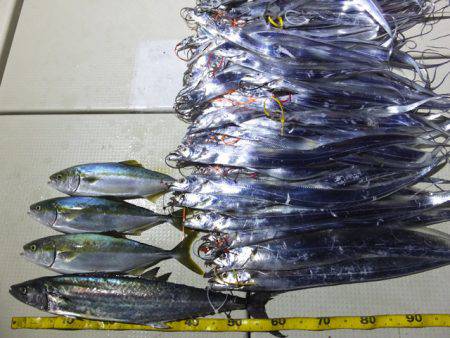 Hit Rush(ヒット ラッシュ） 釣果…