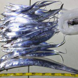 Hit Rush(ヒット ラッシュ） 釣果