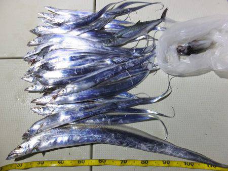 Hit Rush(ヒット ラッシュ） 釣果…