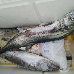 遊漁船 新鋭丸 釣果