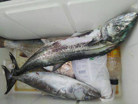 遊漁船 新鋭丸 釣果