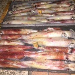 幸風（さちかぜ） 釣果