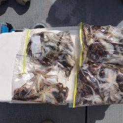 遊漁船高橋 釣果