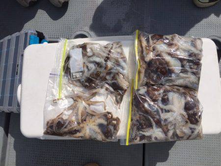 遊漁船高橋 釣果