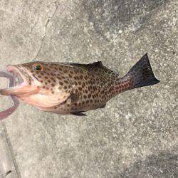 台風前ショアジギ