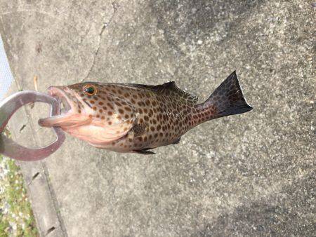 台風前ショアジギ