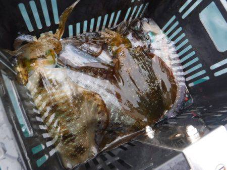 ＢｌｕｅＮｏｔｅ　Ｆｉｓｈｉｎｇ　Ｔａｘｉ 釣果