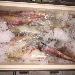 幸風（さちかぜ） 釣果