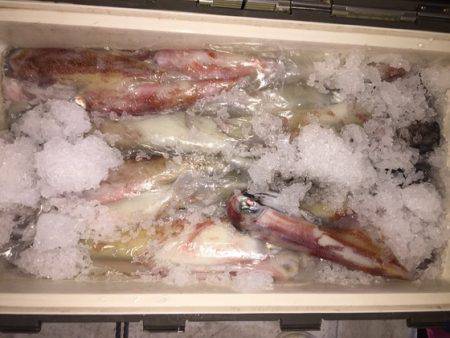 幸風（さちかぜ） 釣果