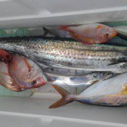 遊漁船 新鋭丸 釣果