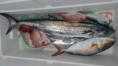 遊漁船 新鋭丸 釣果