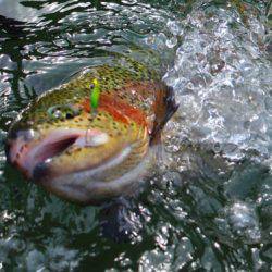 小菅トラウトガーデン 釣果