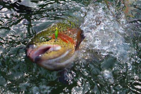 小菅トラウトガーデン 釣果