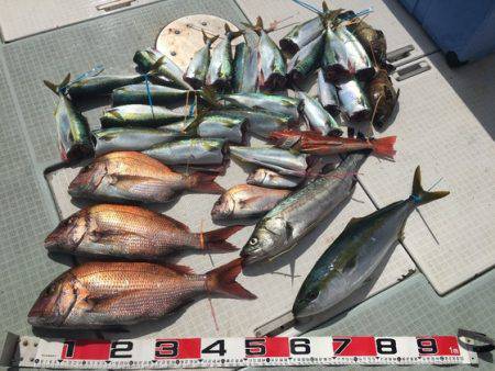 ふじしめ丸 釣果