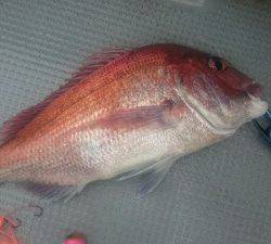 IDATEN（イダテン） 釣果