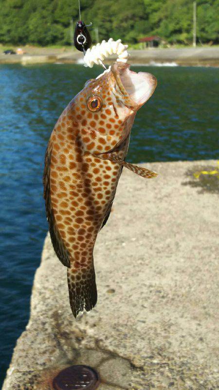 エギング&ハタゲーム