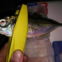 連日のアジ調査