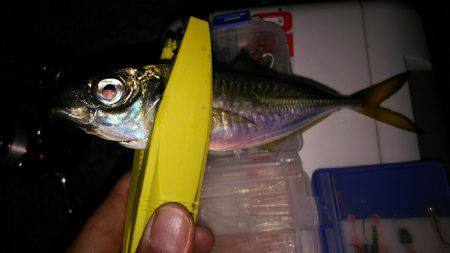 連日のアジ調査