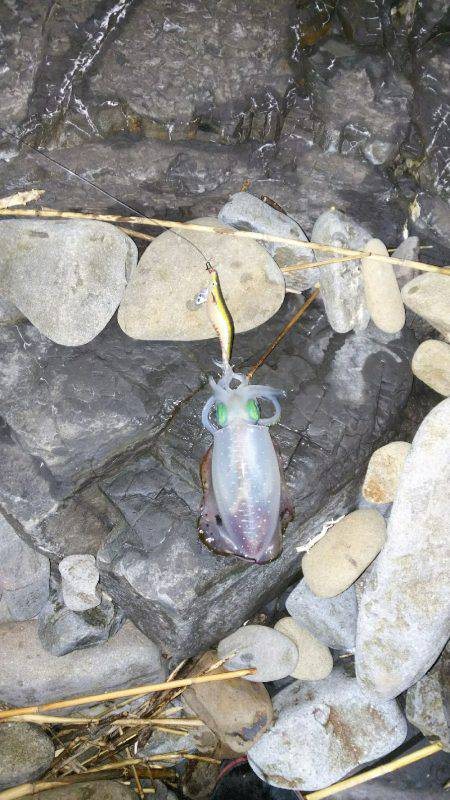 初のアオリイカ