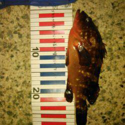 セットアッパー