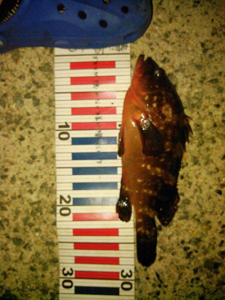 セットアッパー