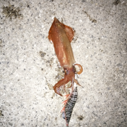 新子も成長しています