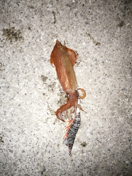 新子も成長しています