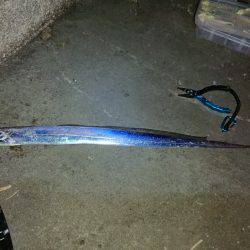 今年初タチウオ