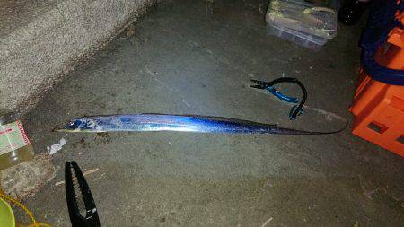 今年初タチウオ