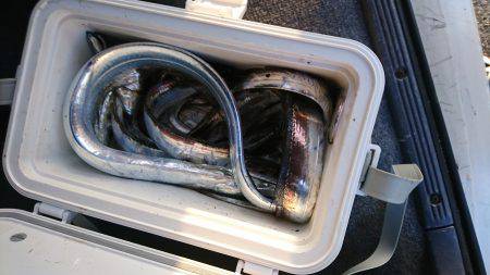 タチウオ時合長し