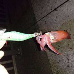 台風前エギング