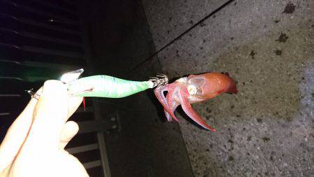 台風前エギング