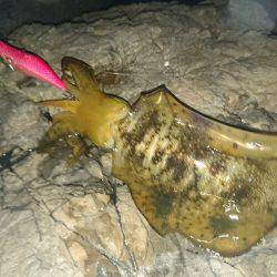 台風前の数釣り(*^^*)♪