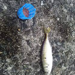 岸和田一文字で太刀魚とアジget