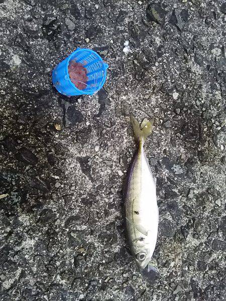 岸和田一文字で太刀魚とアジget