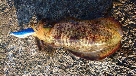 強風の合間に連発