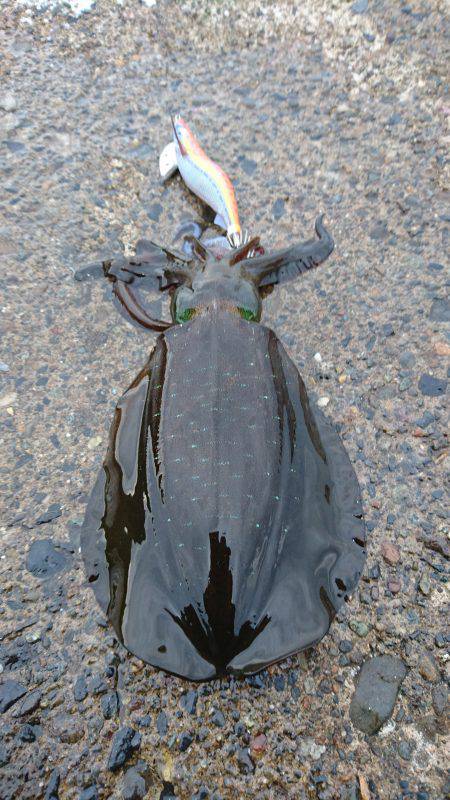 久々に気持ち良いエギング