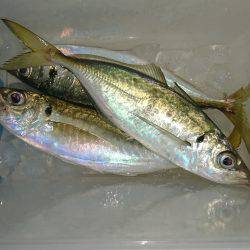 サーフアジング