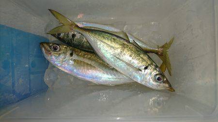 サーフアジング