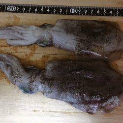 投げても釣れず釣れても小さく