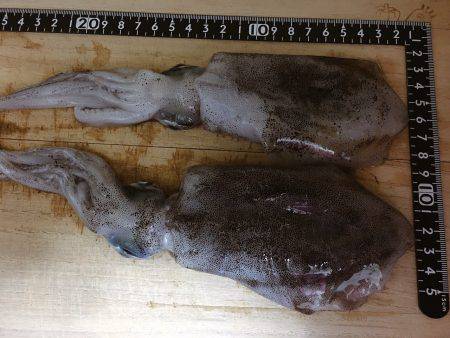 投げても釣れず釣れても小さく