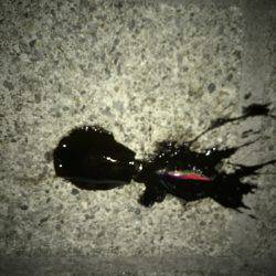 エギングデビュー！！