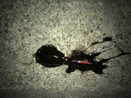 エギングデビュー！！