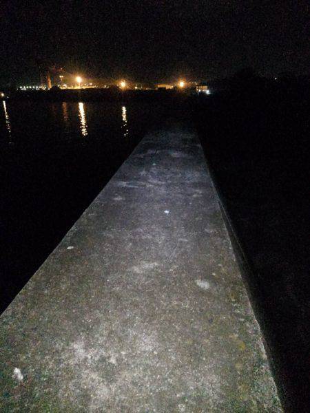 ガシラ調査⁉️