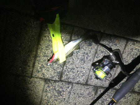 アジではなく、、